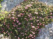 10 Azalea delle Alpi-Loiseleuria procumbens